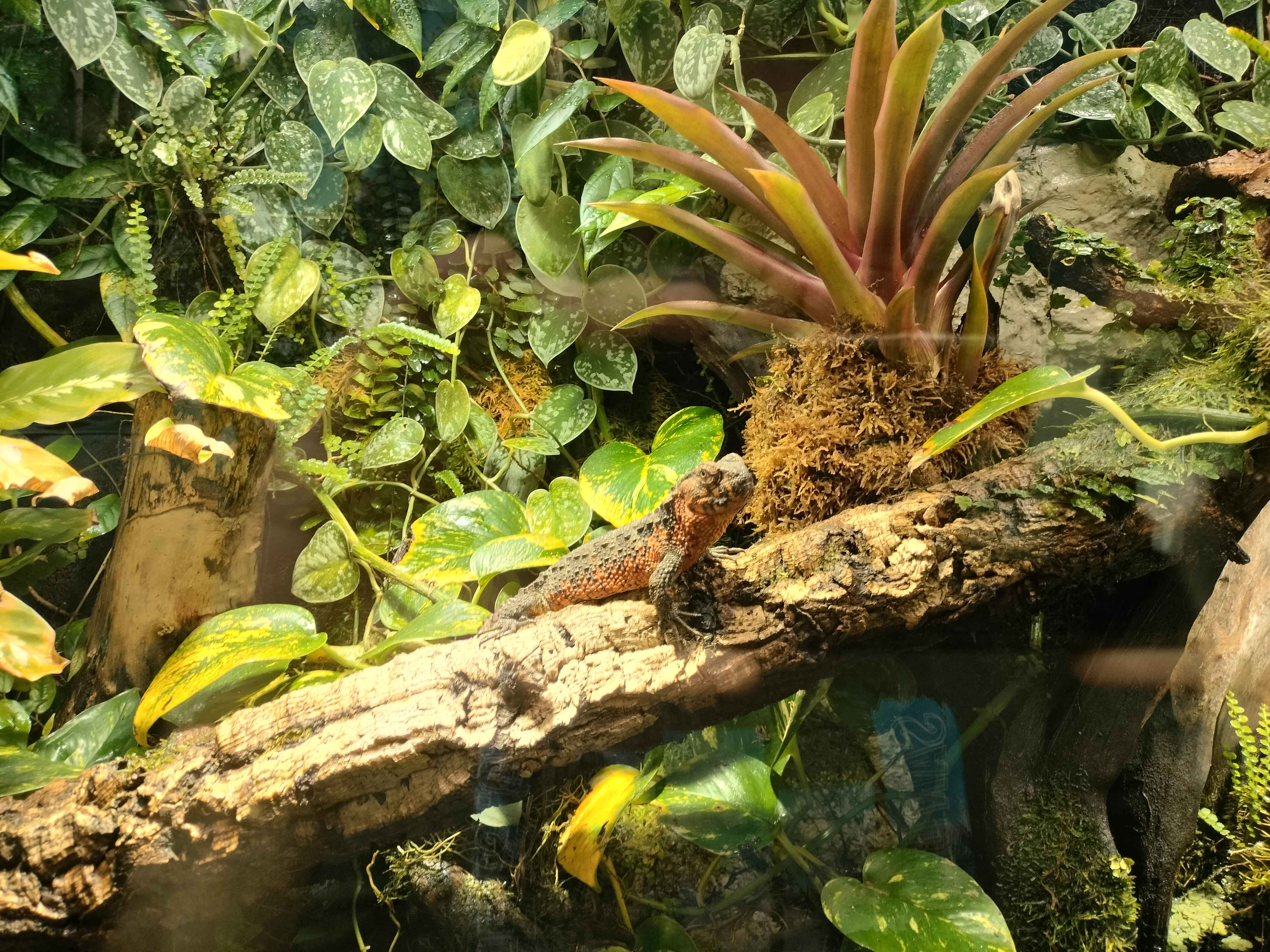 Jungle Terrarium Scenery